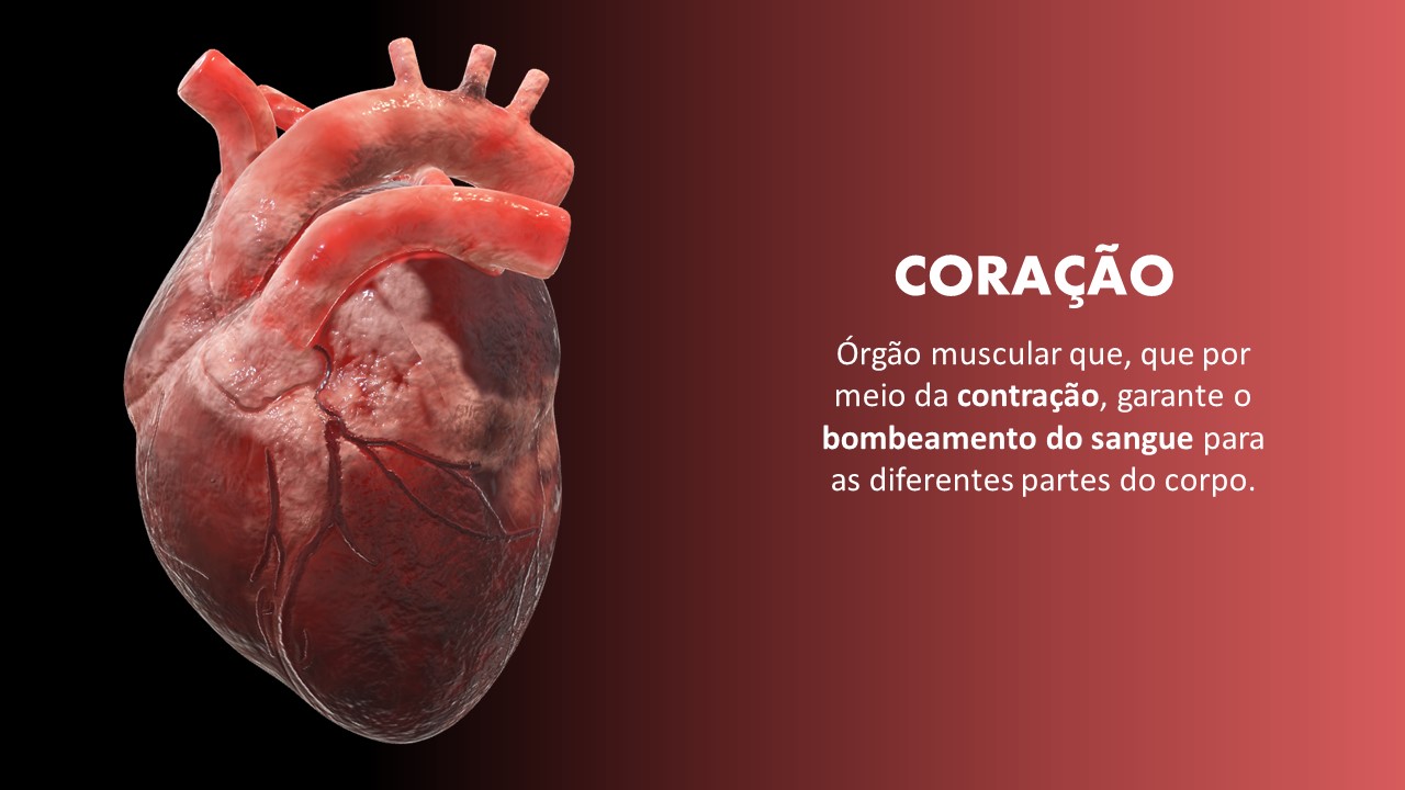 Anatomia